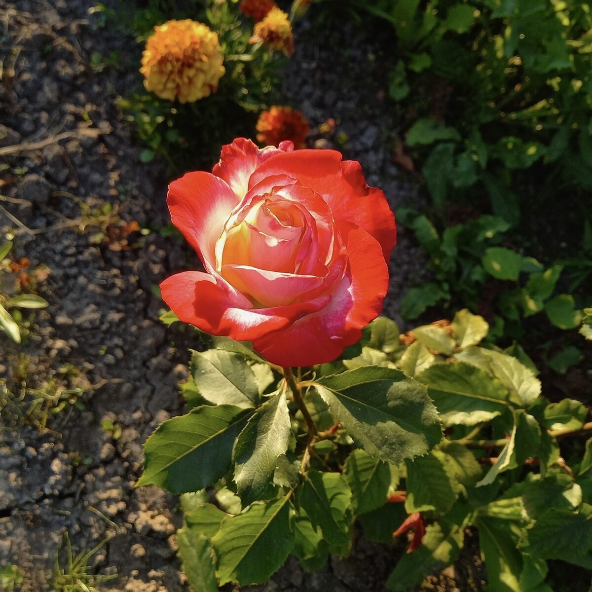 Розы для сада: чайно-гибридная роза Дабл Дилайт. | Мои Садовые Истории |  Дзен