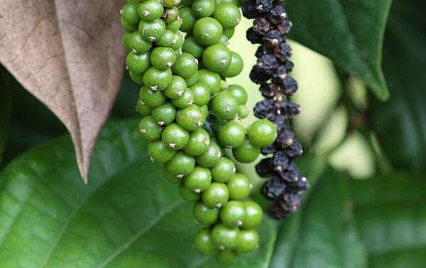 Способ получения масла - паровая дистилляция. Черный перец – цветущая лиана. Собирают в виде зеленых ягод, которые обычно слегка недозрелые.