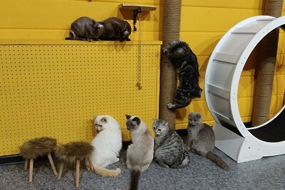    Котокафе в Лобни ©пресс-служба ГАУ АИС «Подмосковье»