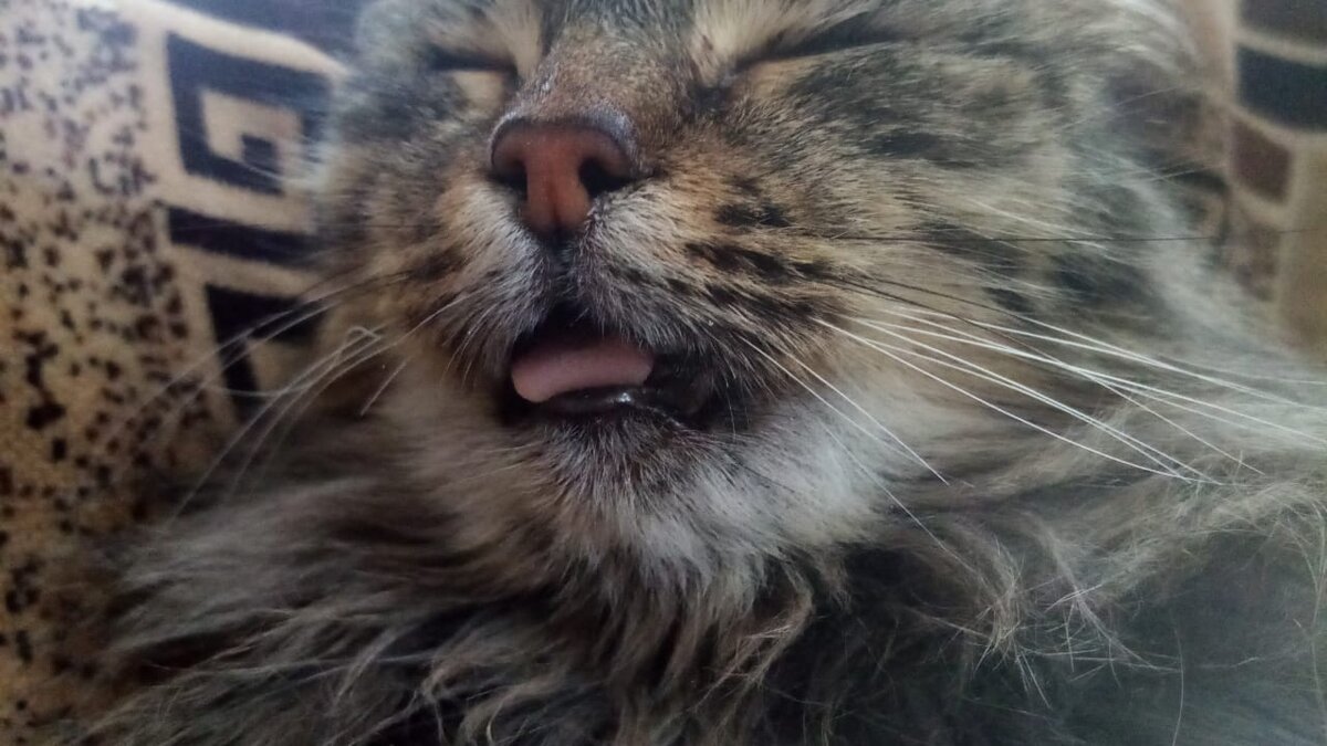 Хорошо быть котом!