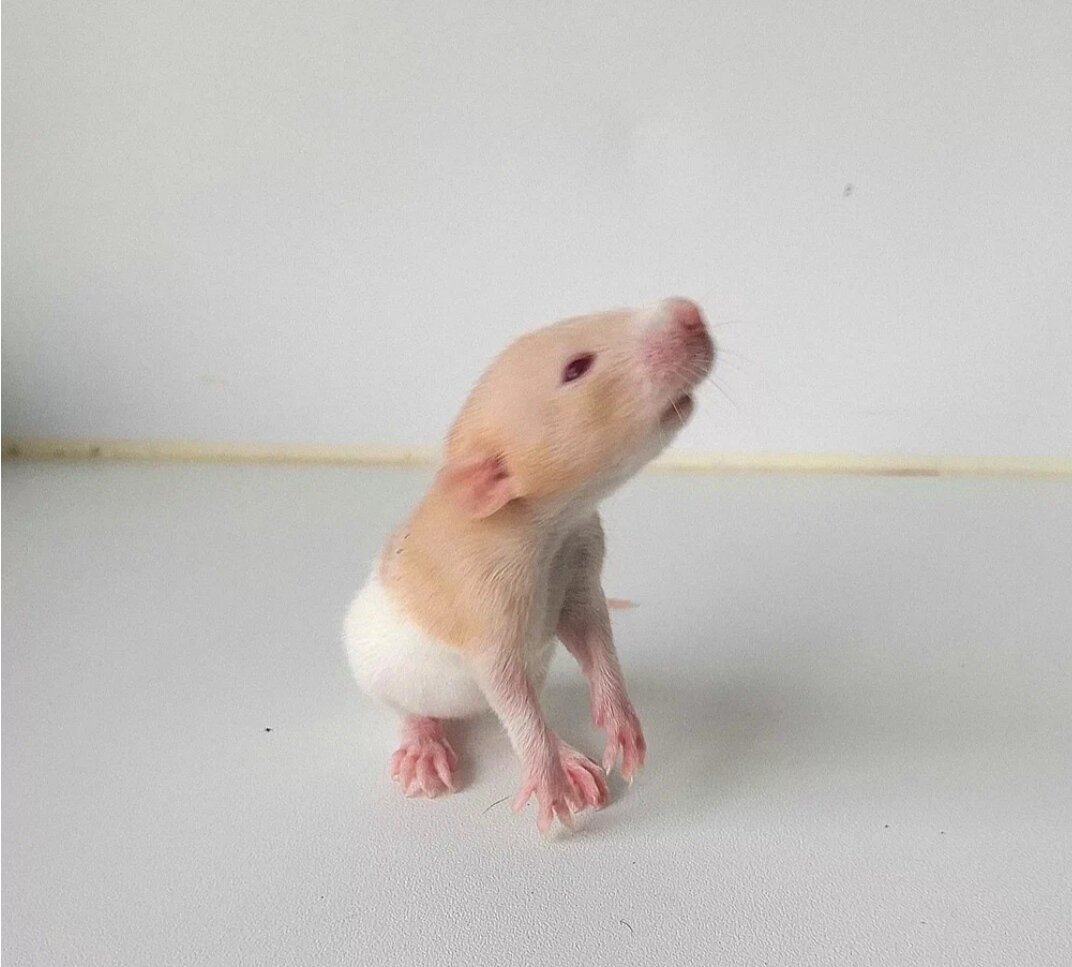 Страшно представить 👀(взято из Яндекс картинки )