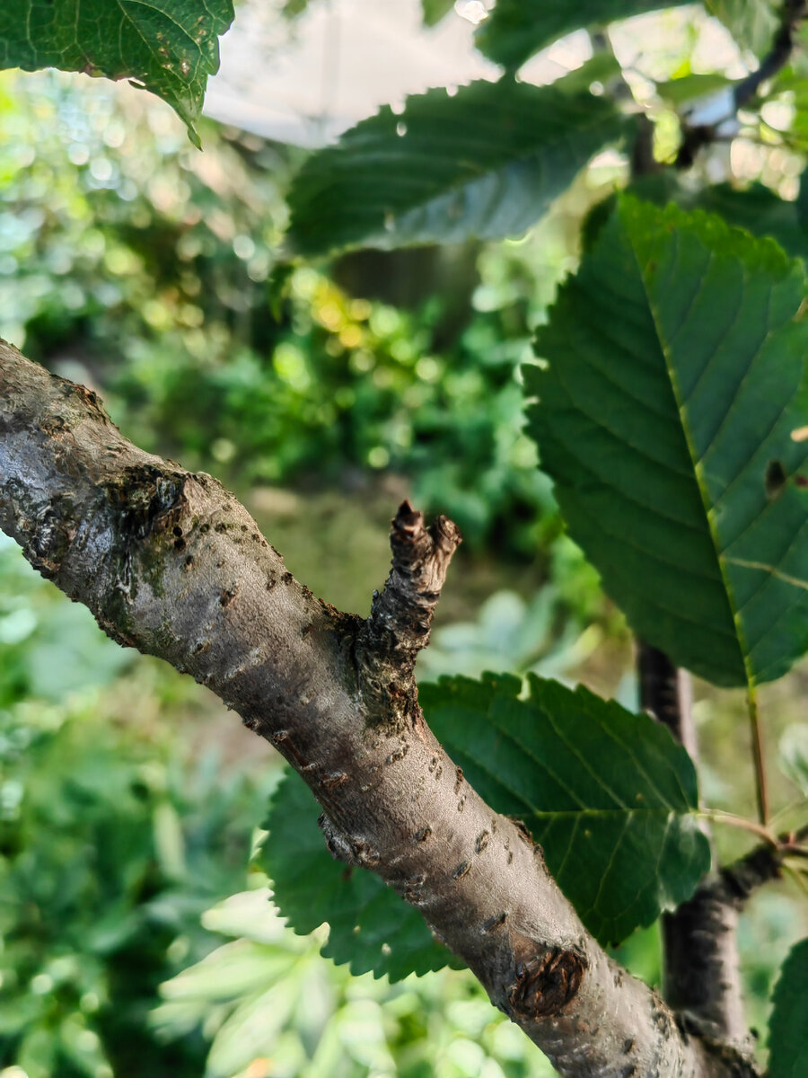 Кольчатка на черешне погибла из-за заражённого грибком всего дерева.
