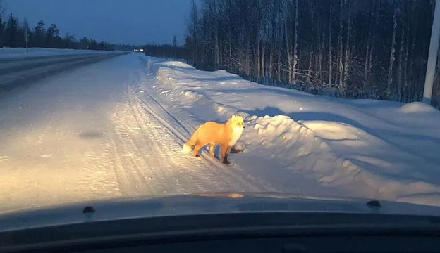 Николай ехал по заснеженной дороге. Он спешил домой, где его с нетерпением ждали жена и маленькая дочка. Мотор автомобиля тихо урчал, в салоне играла знакомая музыка.-2