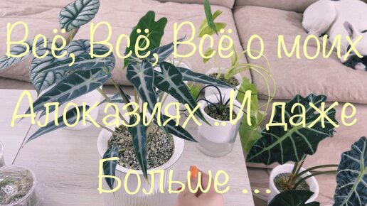 Моя Коллекция Алоказий🌱 Уход 🌱 Наблюдения 🌱 И Добрые Советы 👩🏻‍🌾