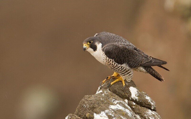 Сапсан высматривает жертву