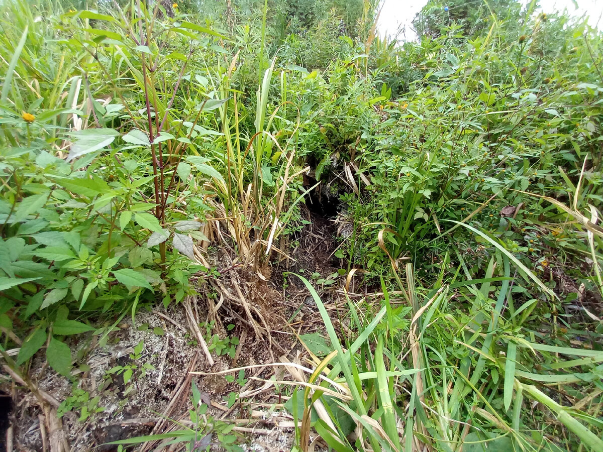 Нора на нашей стороне канавы