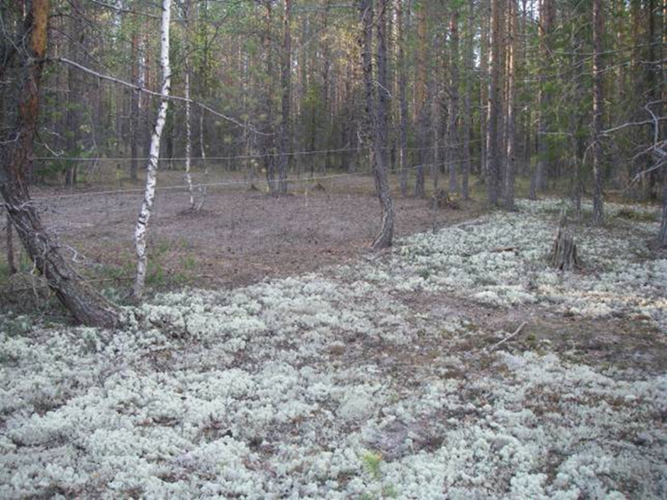 Оленьи пастбища вред экологии