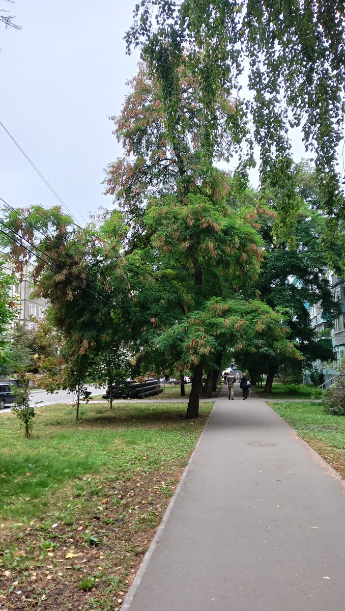 Фото автора. Сегодня в Тамбове.