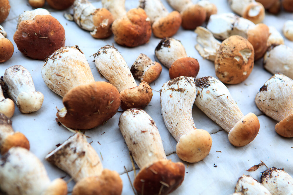    Сушка — самый удачный способ заготовки грибов на зиму