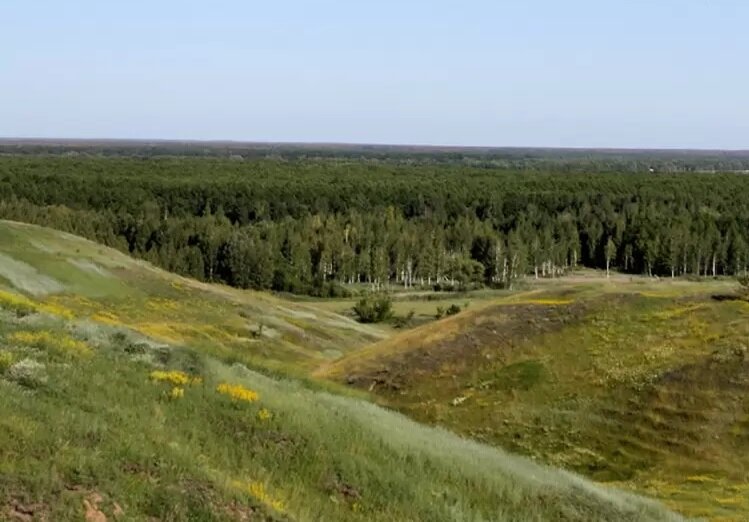 Забытое поле. Дикое поле заповедник. Дикое поле Рязанская область. Исторический парк дикое поле Воронеж. Дикое поле с современными городами.