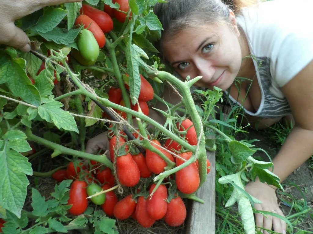 Получить хороший урожай помидор. Помидоры в огороде. Томаты на грядке. Урожай томатов. Огромный помидор.