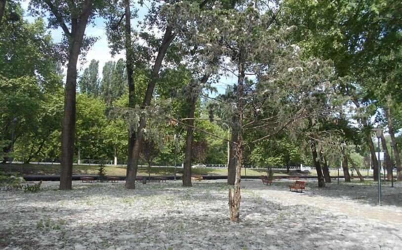 Тополиный пух везде, на земле, на деревьях