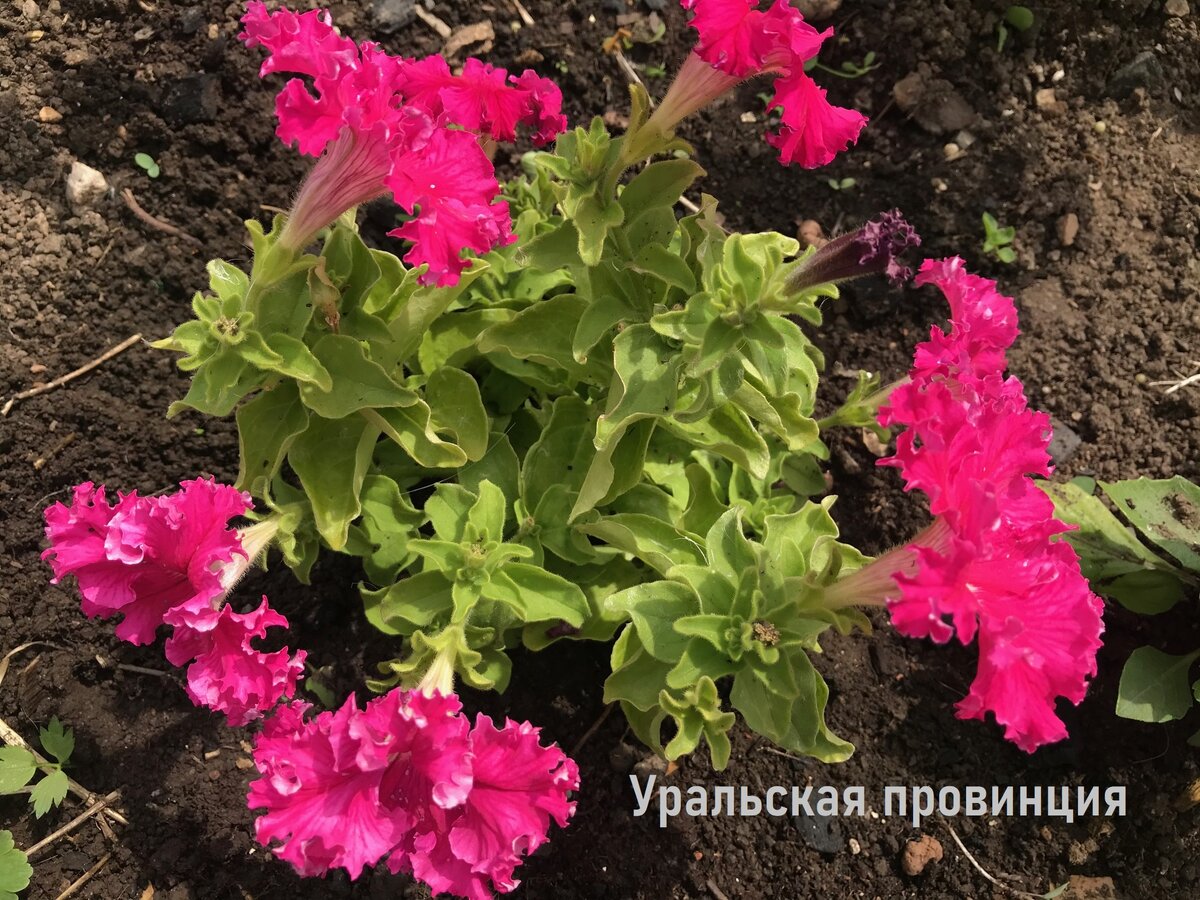 Афродита в грунте