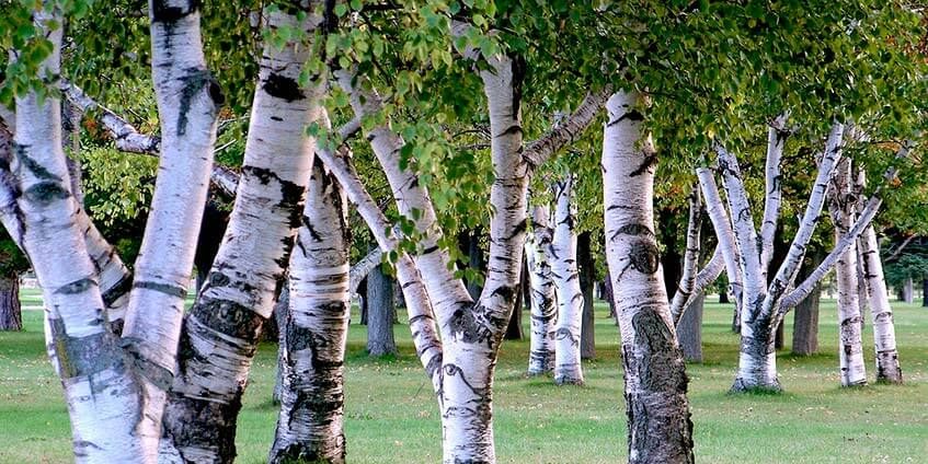 На стволе березы растет. Береза Жакмана. Береза Эрмана Холланд. Betula utilis jacquemontii. Береза Эрмана Камчатка.