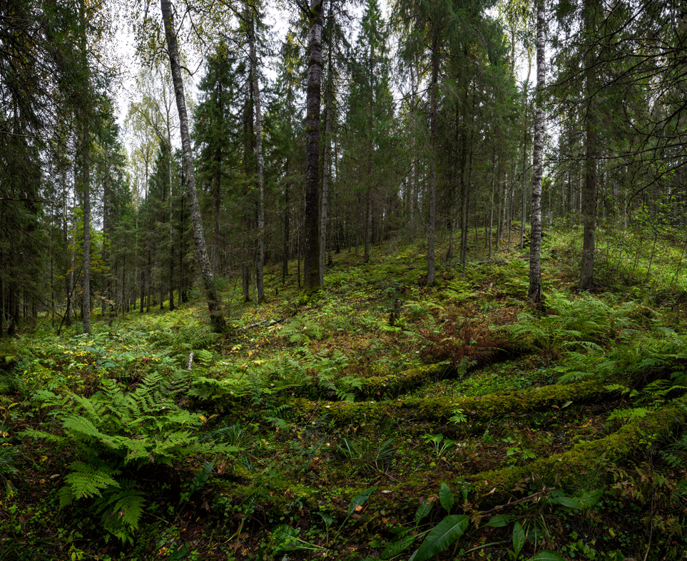 Вепсский лес. Фото с официального сайта ООПТ: https://ooptlo.ru/assets/images/resources/156/21.gif