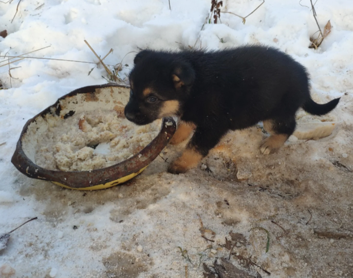 Пятый щенок