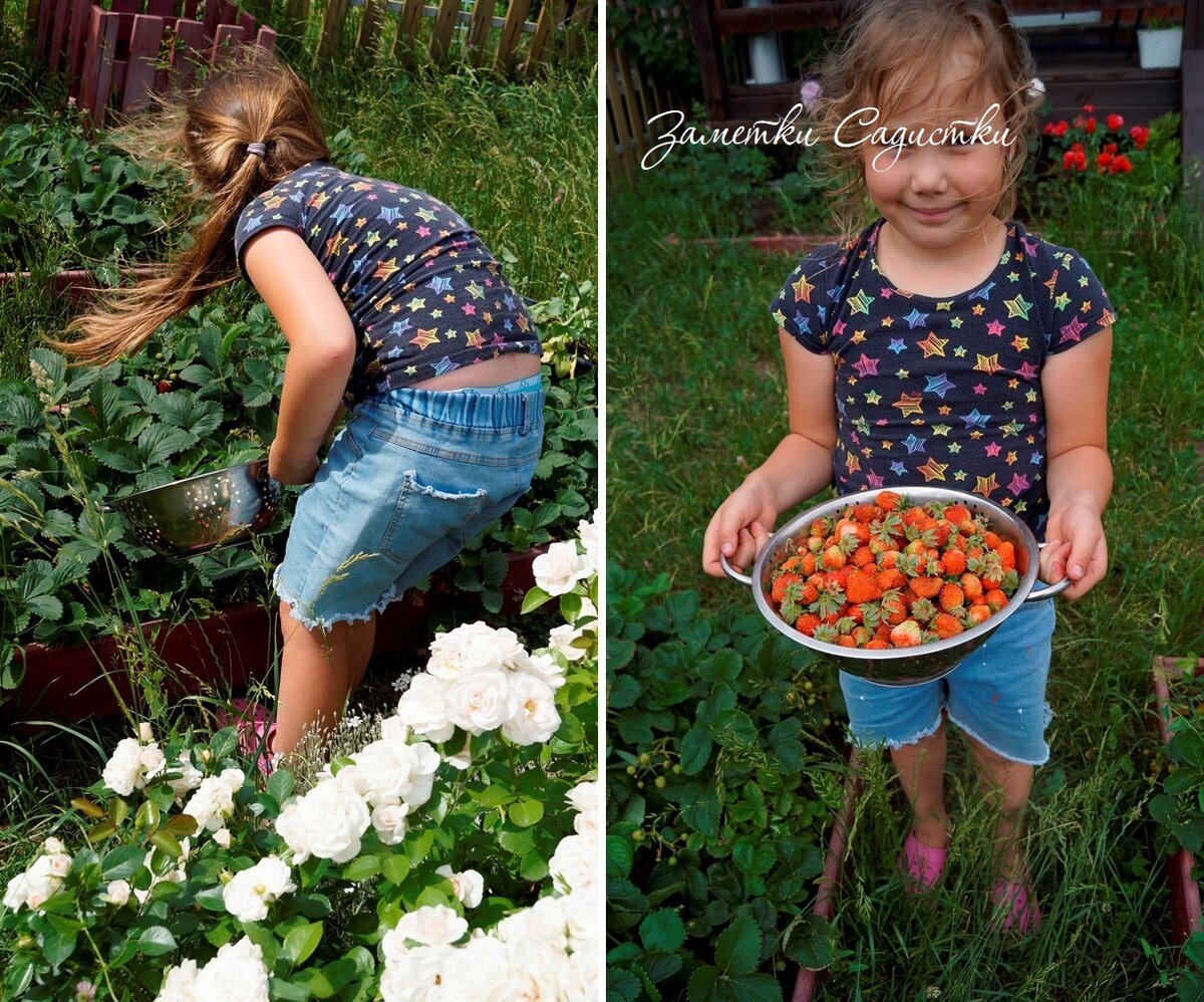 Хороший урожай клубники 