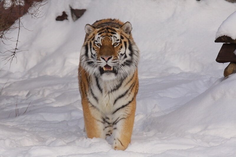 Амурский тигр вес. Амурский тигр Panthera Tigris altaica. Уссурийский тигр вес. Вес Амурского тигра.