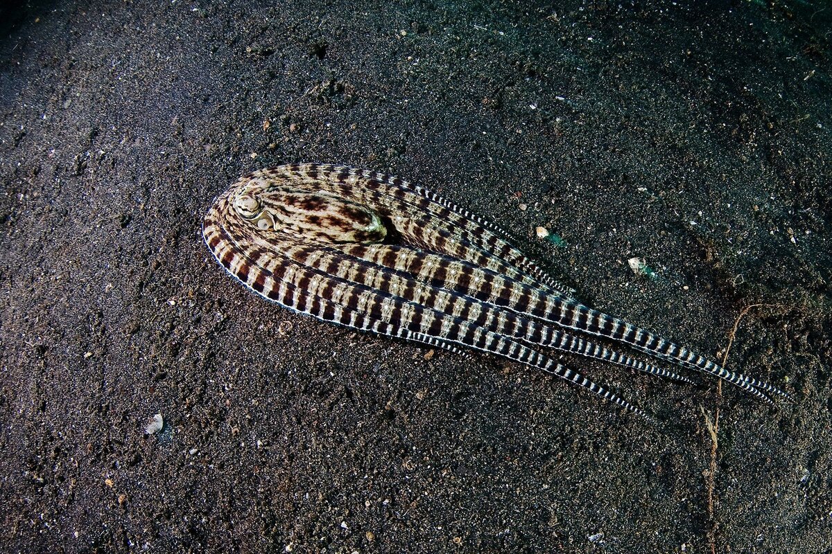 Осьминог - имитатор может подражать ядовитой камбале