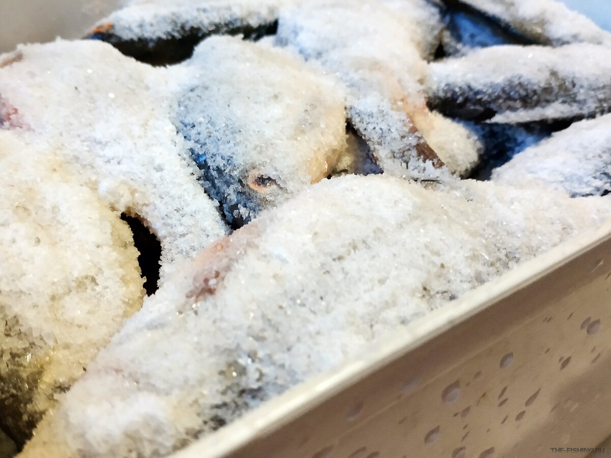 Засолка рыбы
