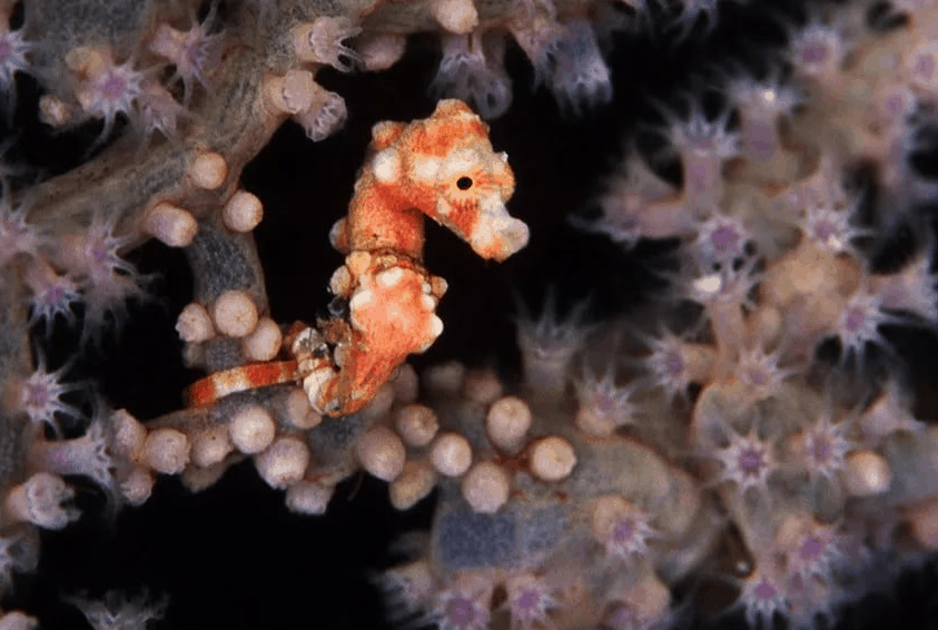 Самые маленькие и феерические обитатели