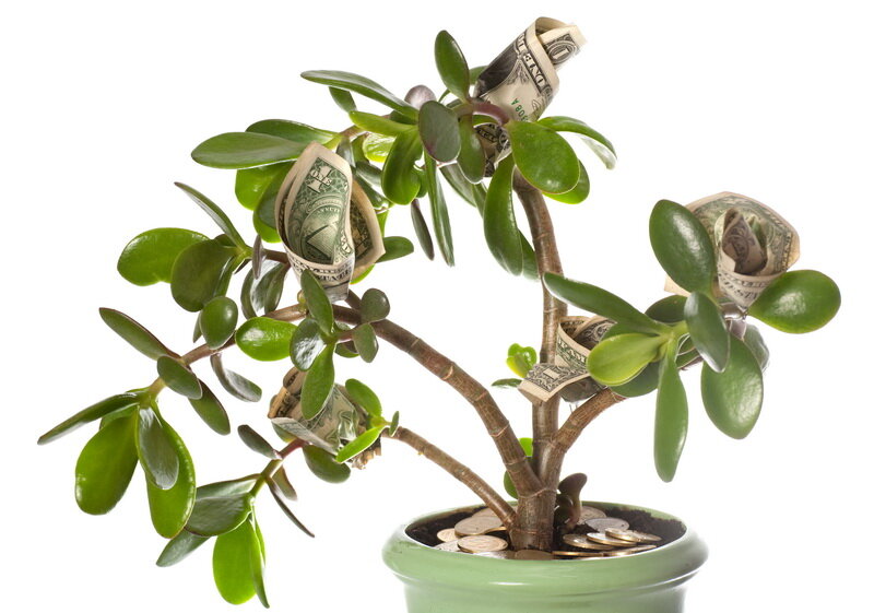 Чего боится денежное дерево, или как сохранить толстянку здоровой
