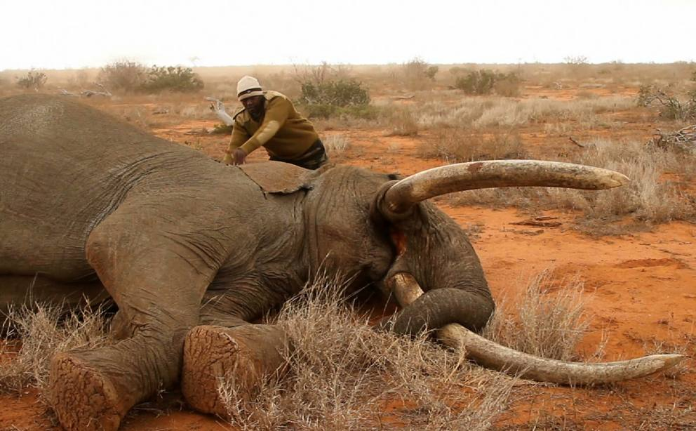 A poacher and a dead elephant