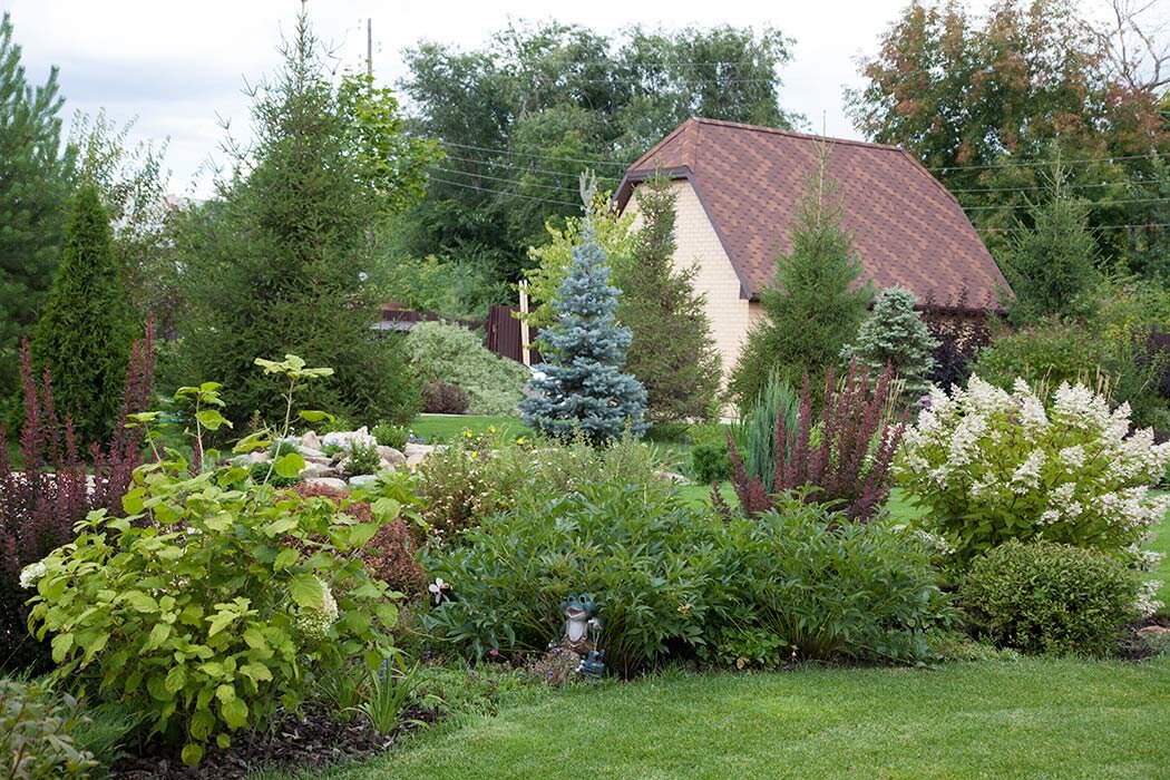 Посадка елей на участке. Яндекс картинки