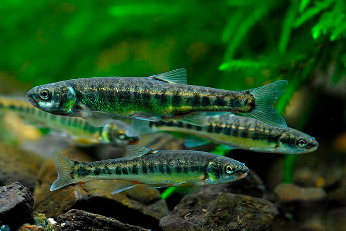 Гольян. Фото из открытых источников "Яндекс картинки"