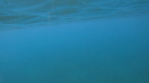 Деликатесы Баренцева моря. Исландский морской гребешок. | Рыбачьте В  Удовольствие | Дзен