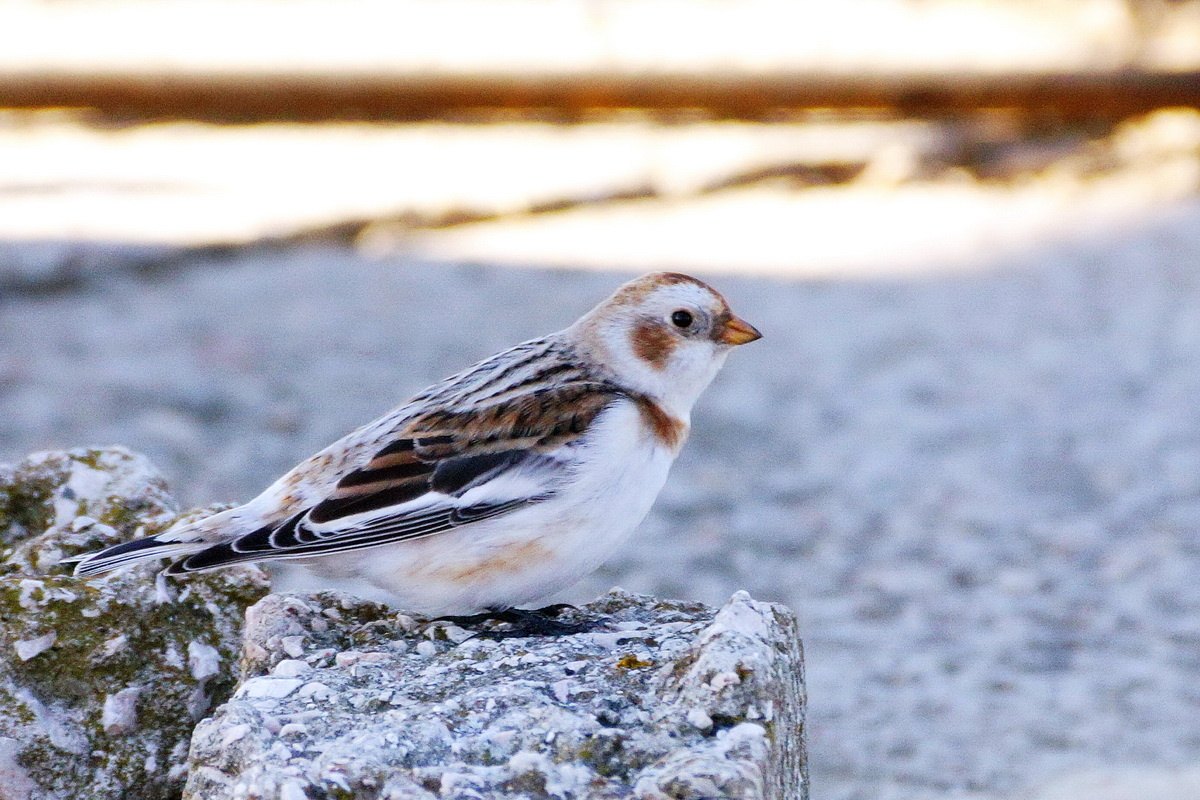 Пуночка (лат. Plectrophenax nivalis)