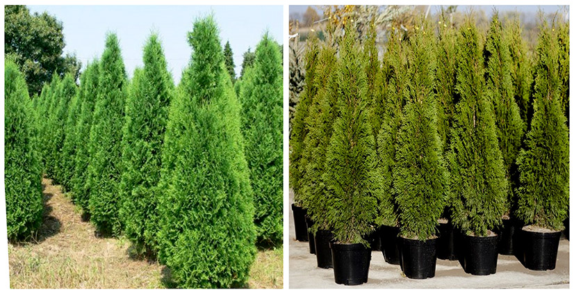 Туя западная Columna, туя западная Brabant