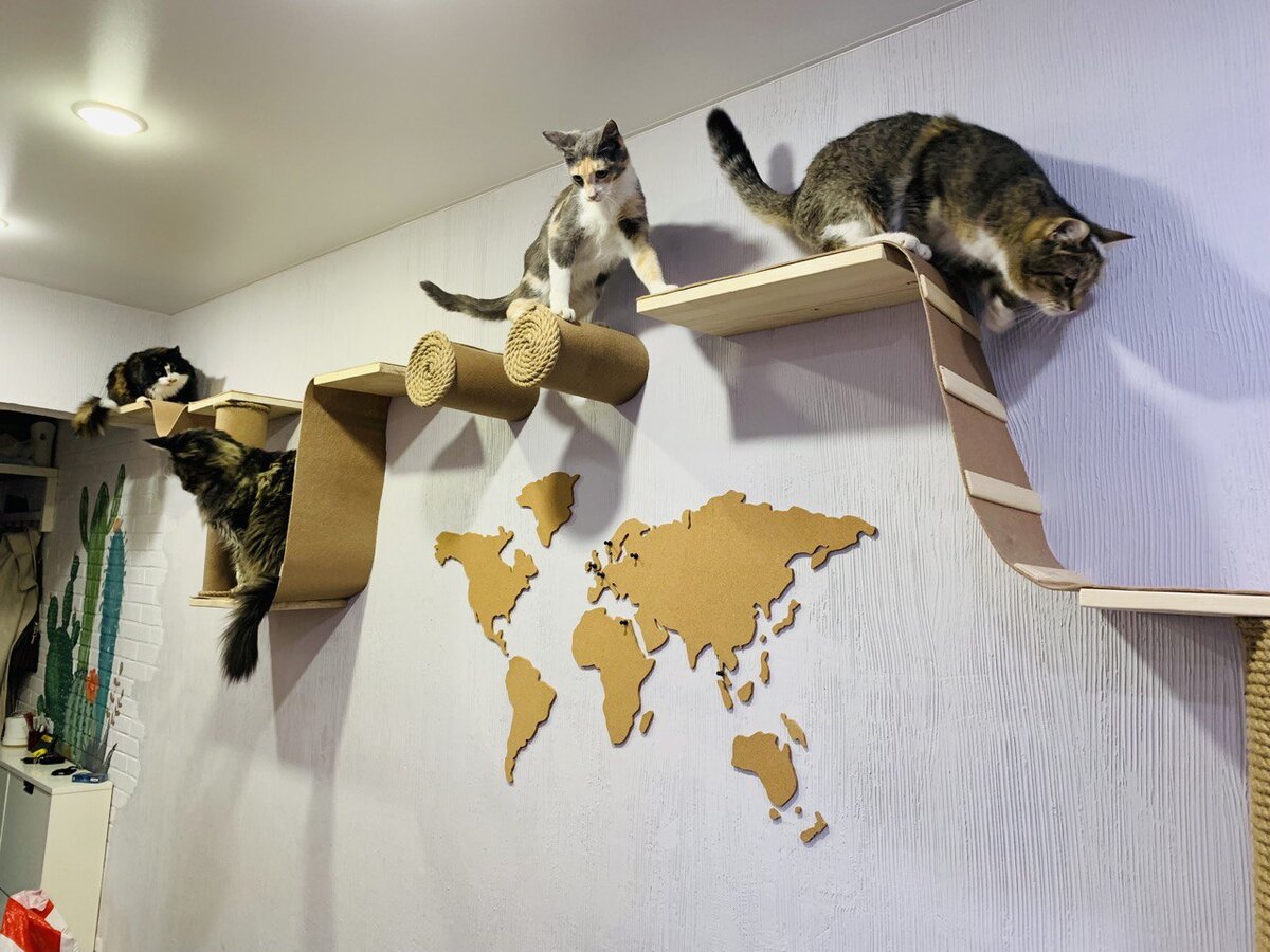 Фото по запросу Аксессуары кошек