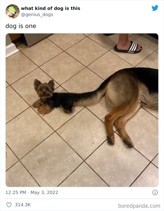 Источник: https://www.boredpanda.com/