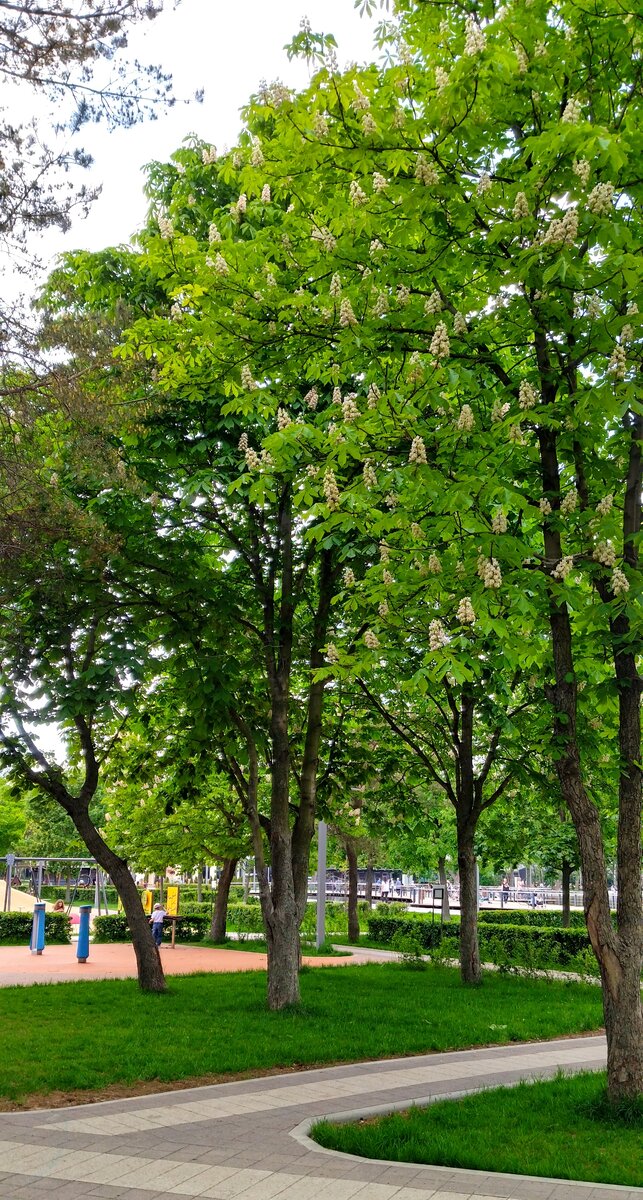 Каштаны цветут. Красота необыкновенная. Почему-то принято сравнивать цветы каштана со свечами. Мне они напоминают перевëрнутые виноградные гроздья. И ещё цветы хмеля на ум приходят. В моей голове ботанический коллапс. Наша прогулка у пруда Марс. Фото моë.
