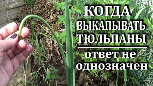 Когда же павильно выкапывать тюльпаны Ответ не однозначен