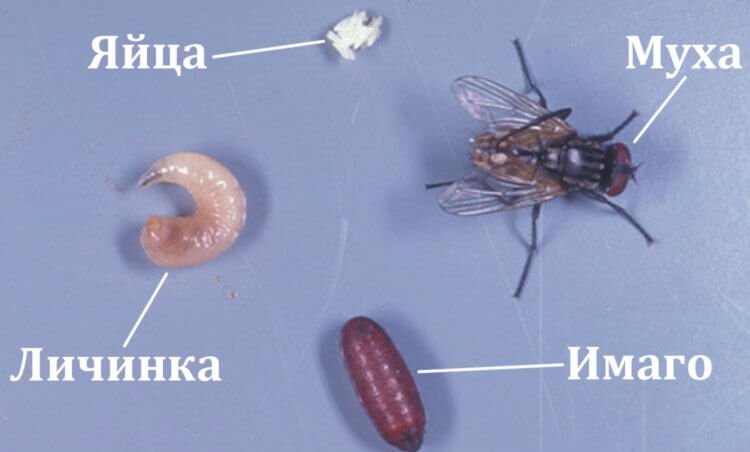 Личинки мух - насколько опасны для человека после попадания в желудок