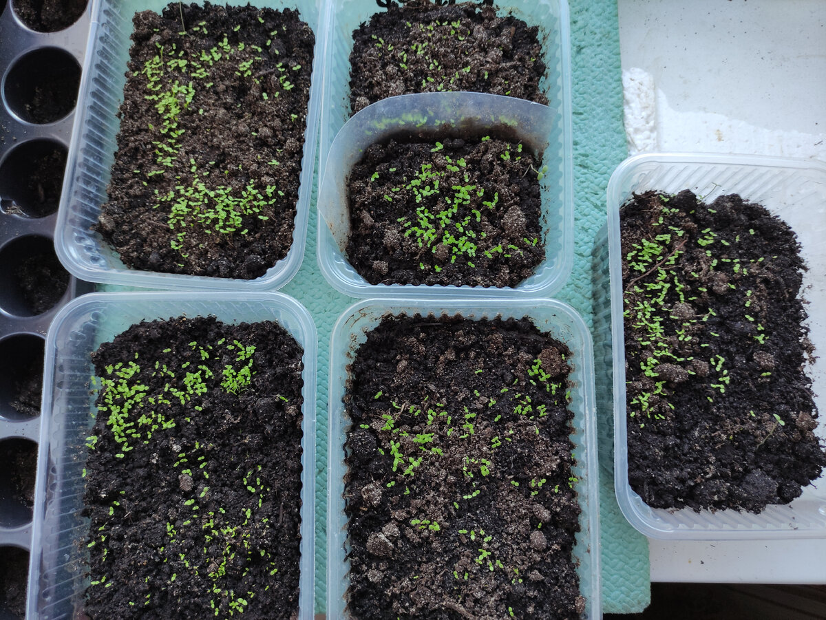 Только взошли. 