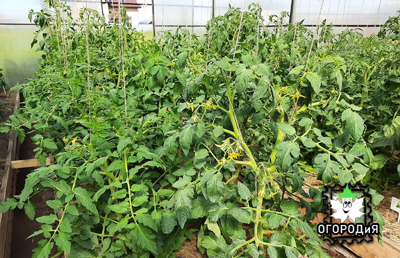 Впереди низкорослые томаты, сзади высокорослые, низкорослые на 10 дней моложе