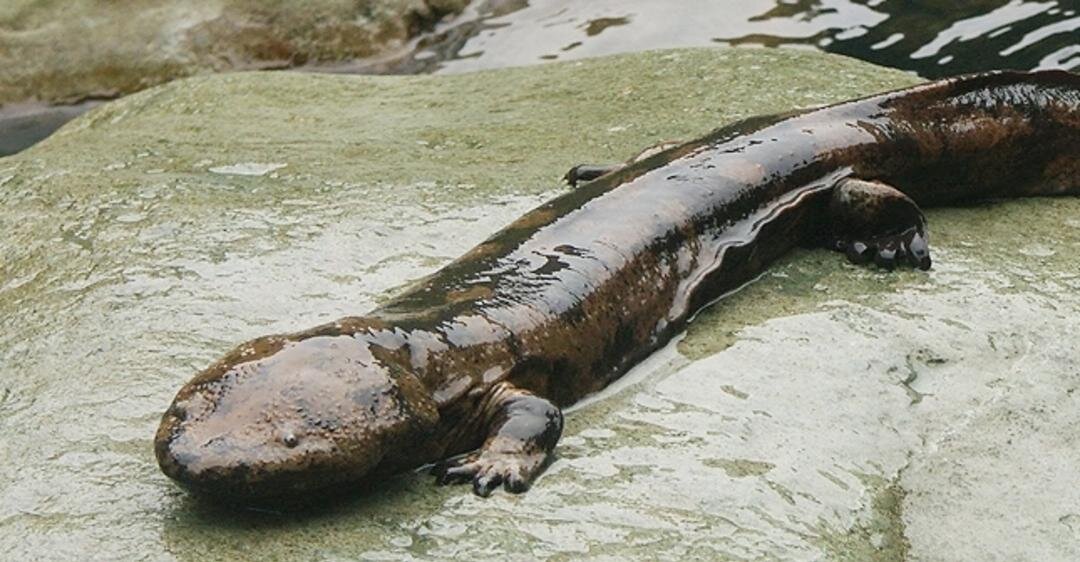 свободный источник