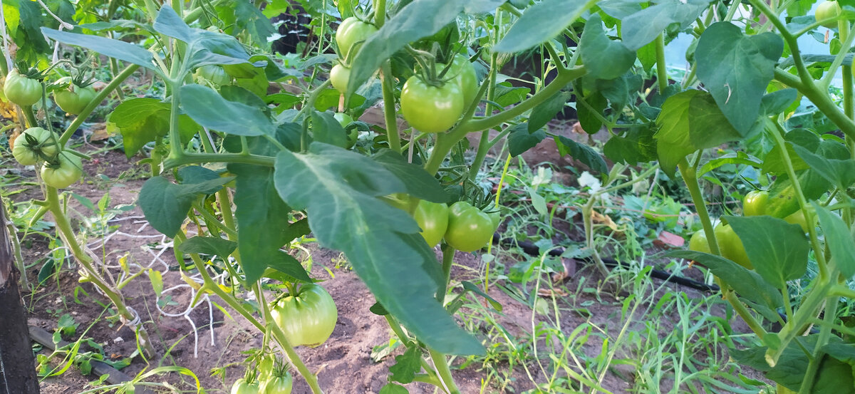 Томаты в теплице 