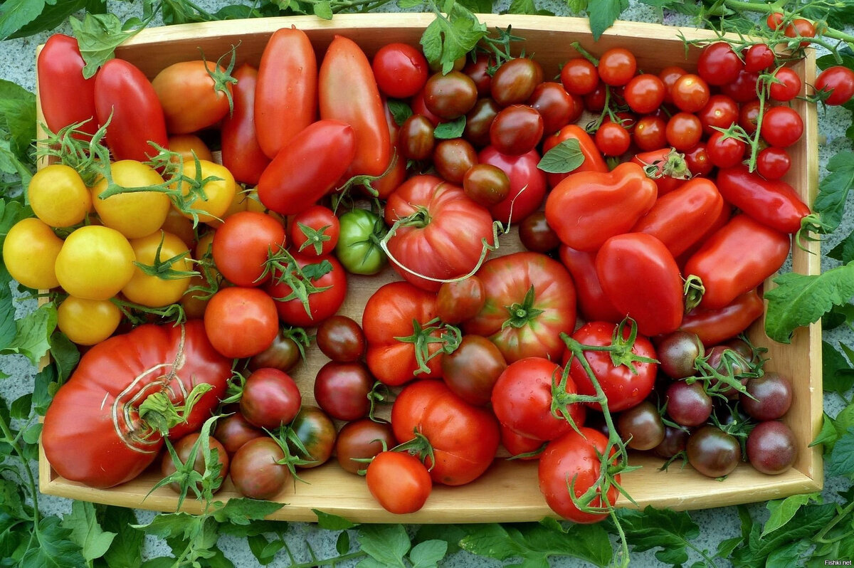 4 шага к высоким урожаям томатов