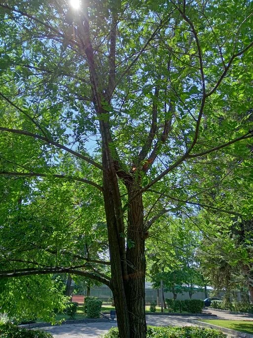 Белки в загородном парке