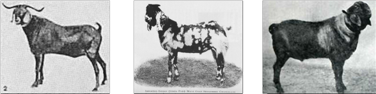 Производители Британского англо-нубийского фонда - Sedgemere Sangar, Sedgemere Chancellor и Bricket Cross