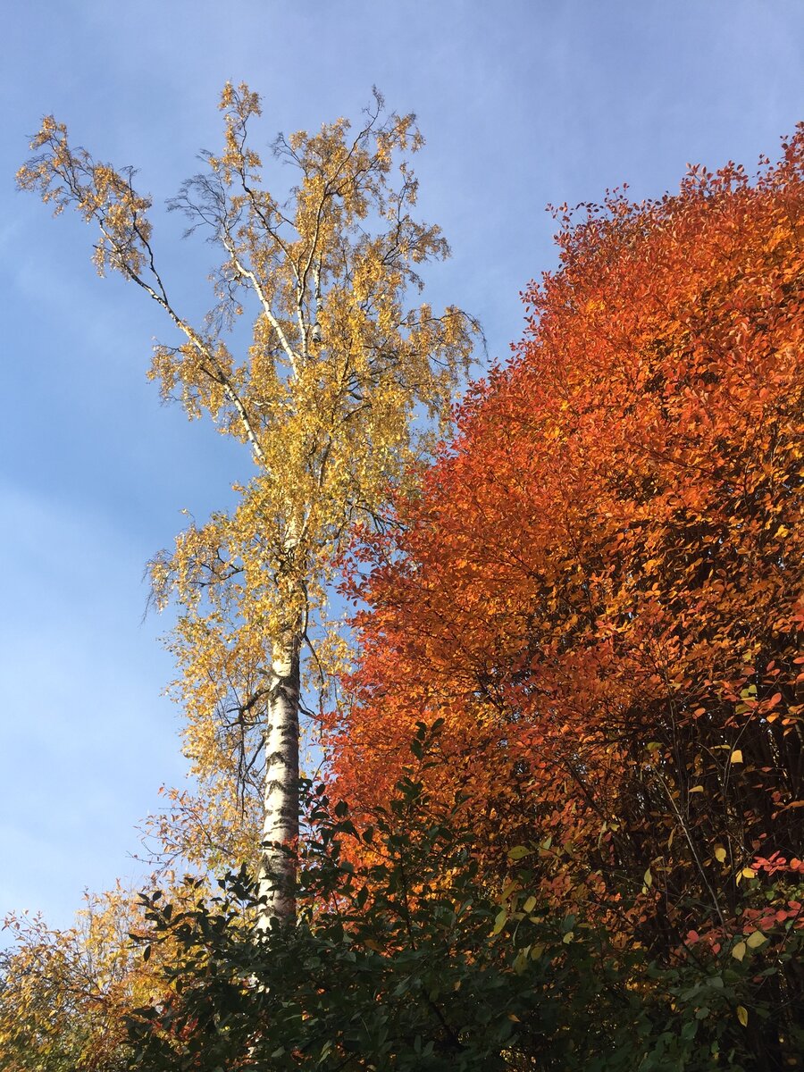 Авторское фото Анны Филипповой#стихи #стихиожизни #поэзия #поэзия21века #поэзиявдохновения #красотаспасётмир #поэзияжизни 