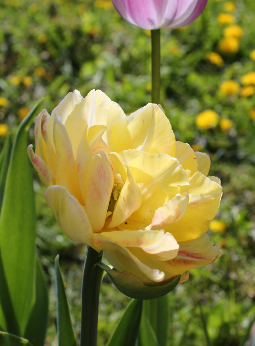 Распродажи посадочного материала в магазинах эконом-сегмента и продуктовых сетевиках весной: стоит ли покупать растения для сада