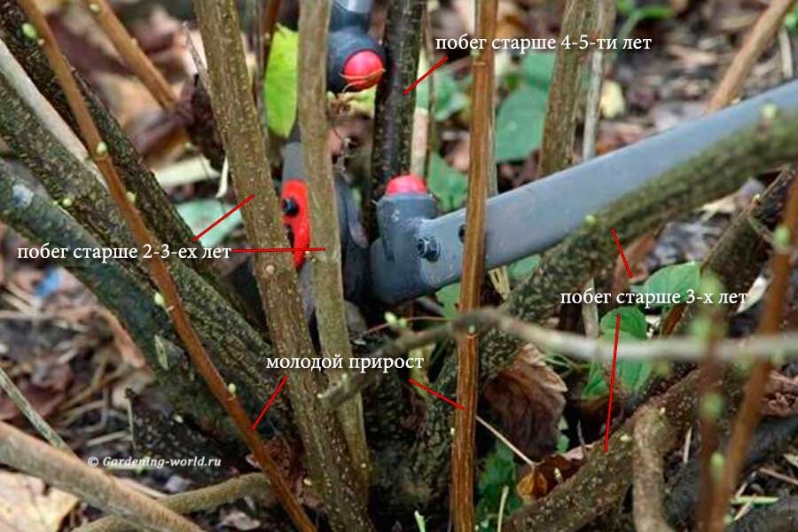 Побеги смородинового куста разных возрастов. Побеги крыжовника выглядят примерно  в таком же цвете.