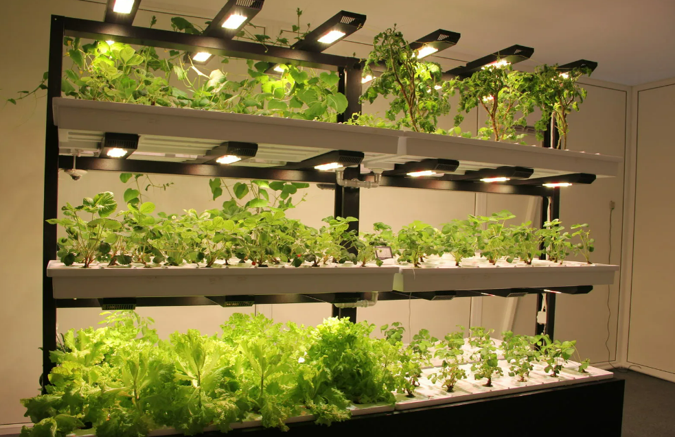 Фотография взята из источника sovet.boltai.com