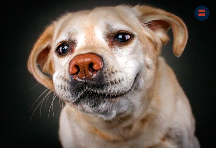 Россияне предпочитают некрупных собак