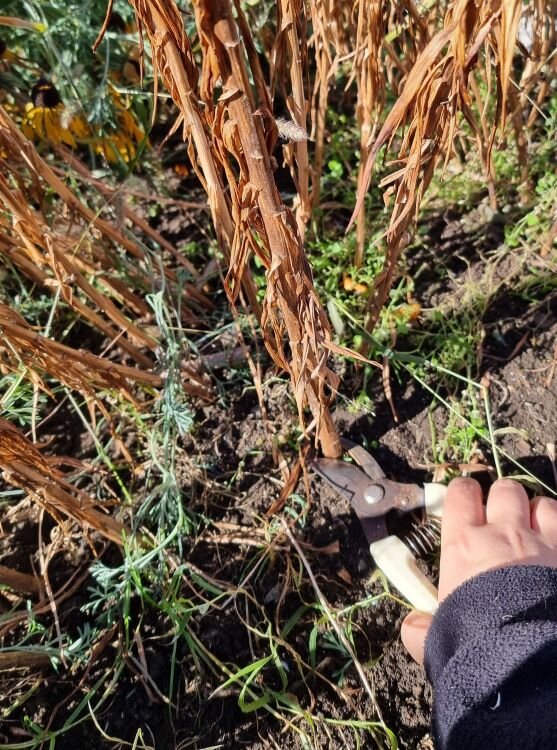 Как обрезаю лилии